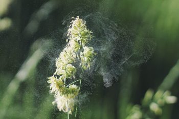 pollen causes hayfever